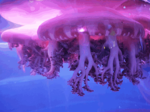 奇幻水母精灵,点亮暗黑海底